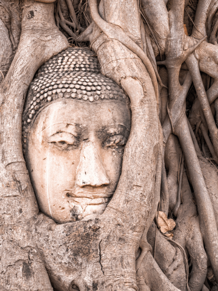 TETE-BUDDHA-ARBRE-BALI